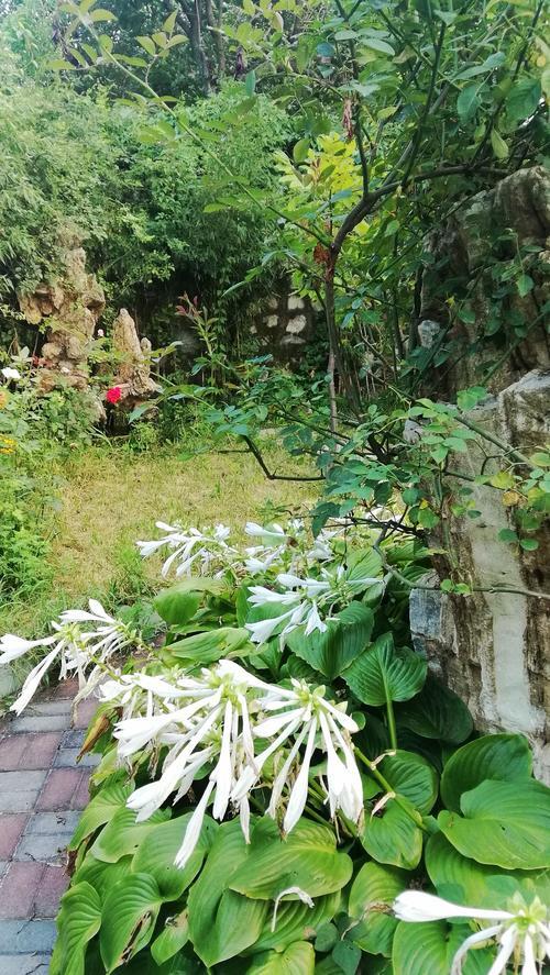 我想念的昆虫文化
