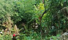 我错失了的虫鸣文化