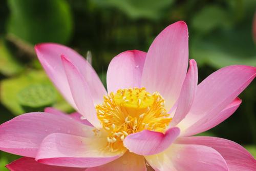 更加芬芳的回忆