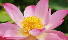 多一些芬芳记忆