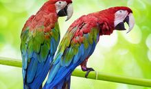 两只鹦鹉_400字