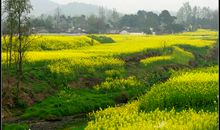 我爱家乡的田野