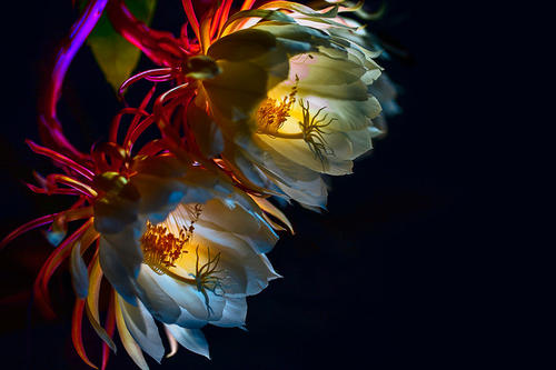主显节