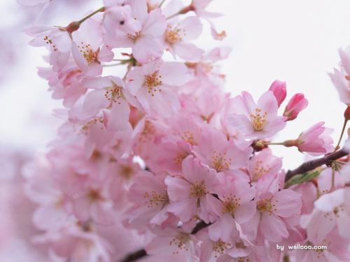 爱在桃花