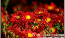 在飘雪的季节守候花开