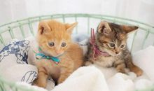 最吸引我的小猫咪