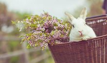 开在尘埃里的花