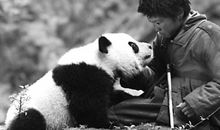观《熊猫回家路》有感