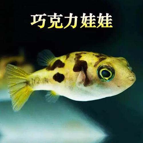 鱼和潜艇_650字