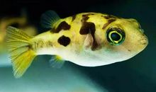 鱼和潜水艇_650字