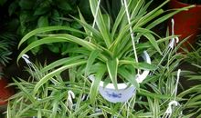 最吸引我的植物——吊兰