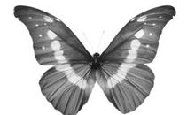 《枯叶蝴蝶》诗歌