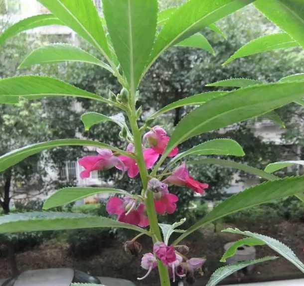 凤仙花的顽强生命