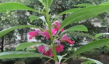 凤仙花的顽强生命