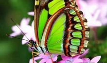 你若盛开，蝴蝶自来