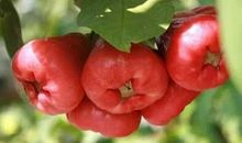 我喜爱的一种水果