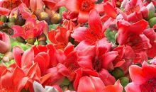 那些捡木棉花的日子