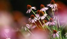 绽放，我的企盼