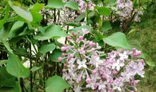 让理想一路馨香