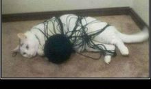 不作孽，不能活_1000字