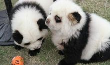 最吸引我的熊猫