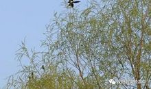 从读懂一朵花的绽放开始