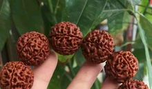 可爱的大金刚_450字