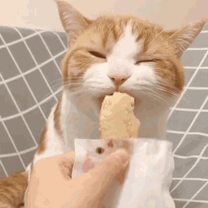 最吸引我的小猫