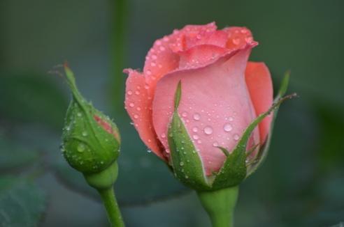 花语