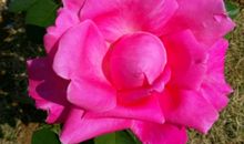 您在我心中是最美的