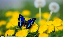 我要尽情赞美你，春天