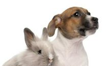 与狗有关的故事