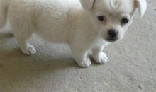 我家的小狗乐乐