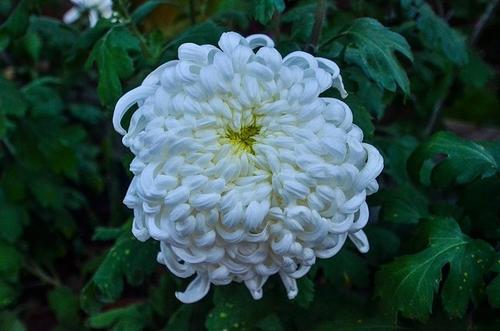 菊花融合