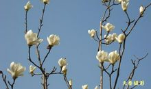 让心如花苞般绽放