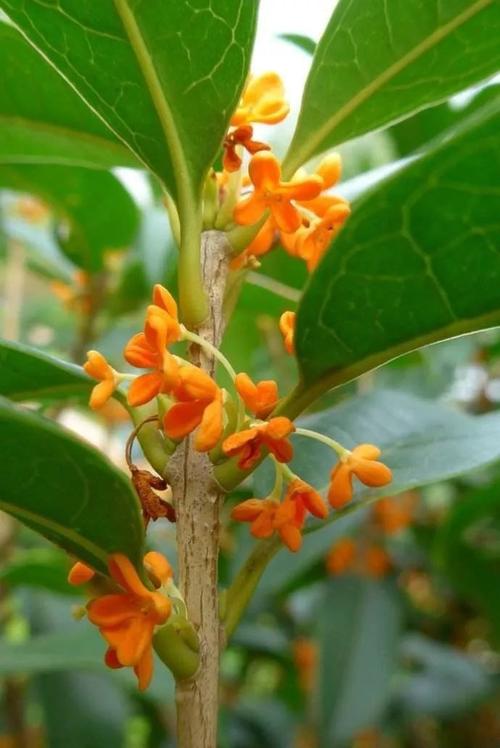 采摘桂花