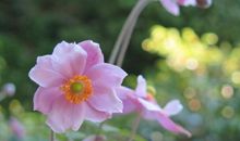 我眼中的一朵无名花