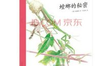 我发现了螳螂的秘密