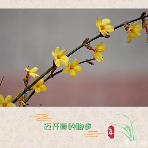花鸟不能停止追求