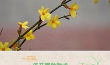 鸟语花香止不住追求的脚步