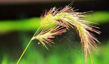 做一枝有思想的芦苇