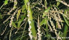 无人在意的竹子