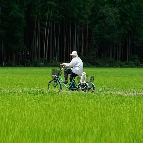 伴侣是相互的