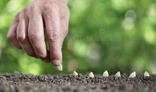 播种孝顺的种子