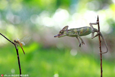 Dragonfly_2000个单词