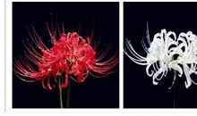 生命之花永不枯萎