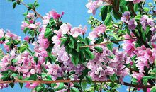 优美的雨声_800字