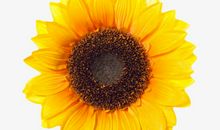 文明是一朵盛开的花