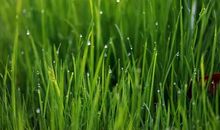 假如我是一株草