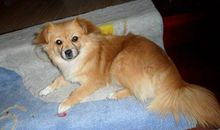 我最喜爱的小狗